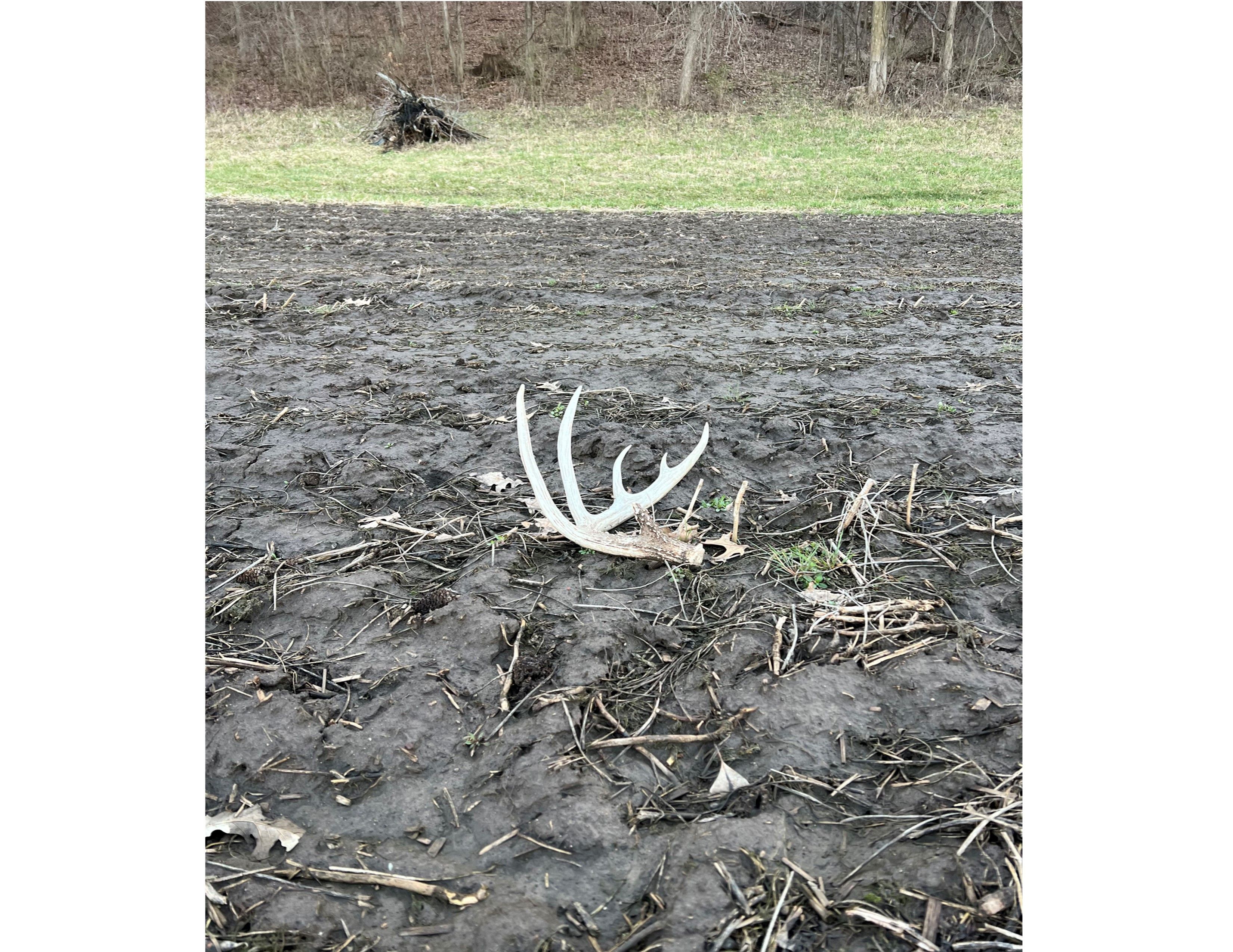 Listing Photo: Deer Antler